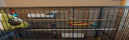Lovebirds birds for sale: Lovebirds for sale  in Billingham - Advert 4