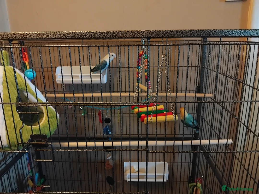 Lovebirds birds for sale: Lovebirds for sale  in Billingham - Advert 4