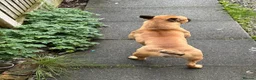 Olde English Bulldogge dogs for sale: Olde English bulldogge puppy - Advert 6