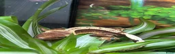 Gecko reptiles for sale: Baby Crested Geckos (Pinstripes & Red Harliquin) - Advert 13