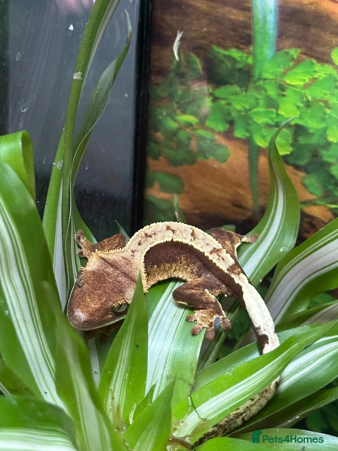 Gecko reptiles for sale: Baby Crested Geckos (Pinstripes & Red Harliquin) - Advert 13