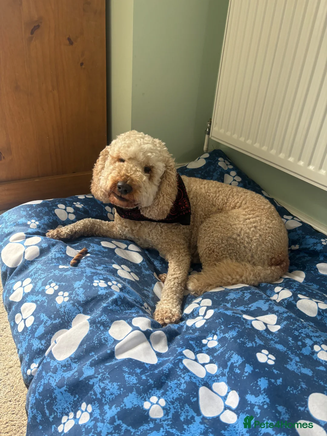 Cockapoo dogs for stud: Cockapoo Proven Stud Dog Available in Swindon - Advert 2