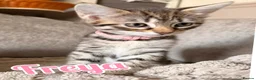 Savannah cats for sale: F4 Savannah Kitten’s original African bloodline - Advert 5