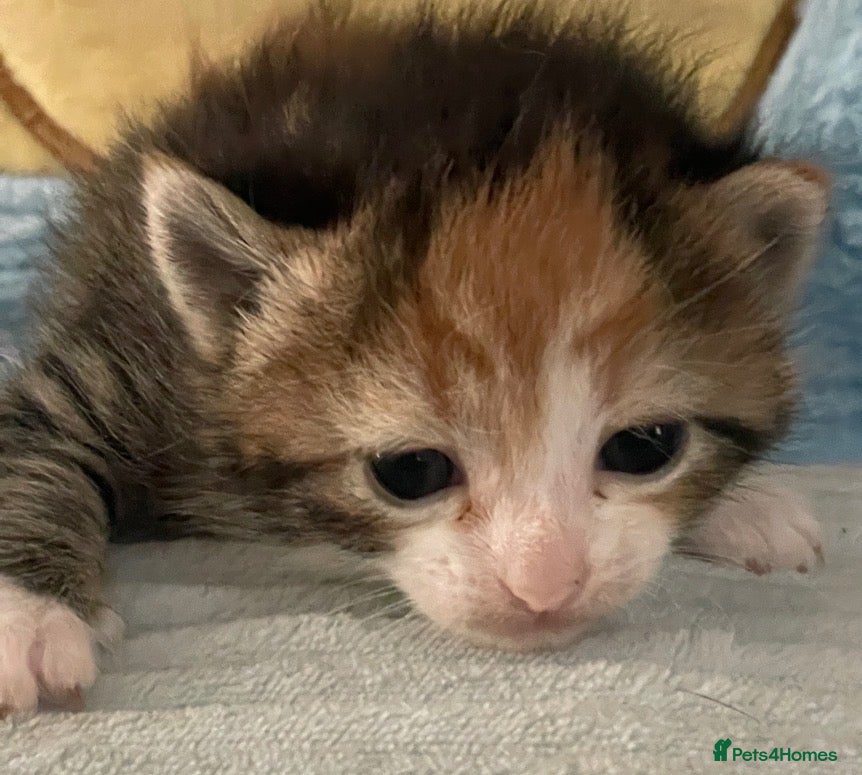 Mixed Breed cats Beautiful kittens looking for new homes ❤️  - Advert 18