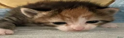 Mixed Breed cats for sale: Beautiful kittens looking for new homes ❤️  in Bootle - Advert 4
