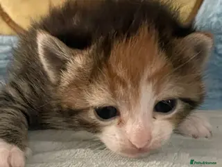 Mixed Breed cats Beautiful kittens looking for new homes ❤️ - Advert 18