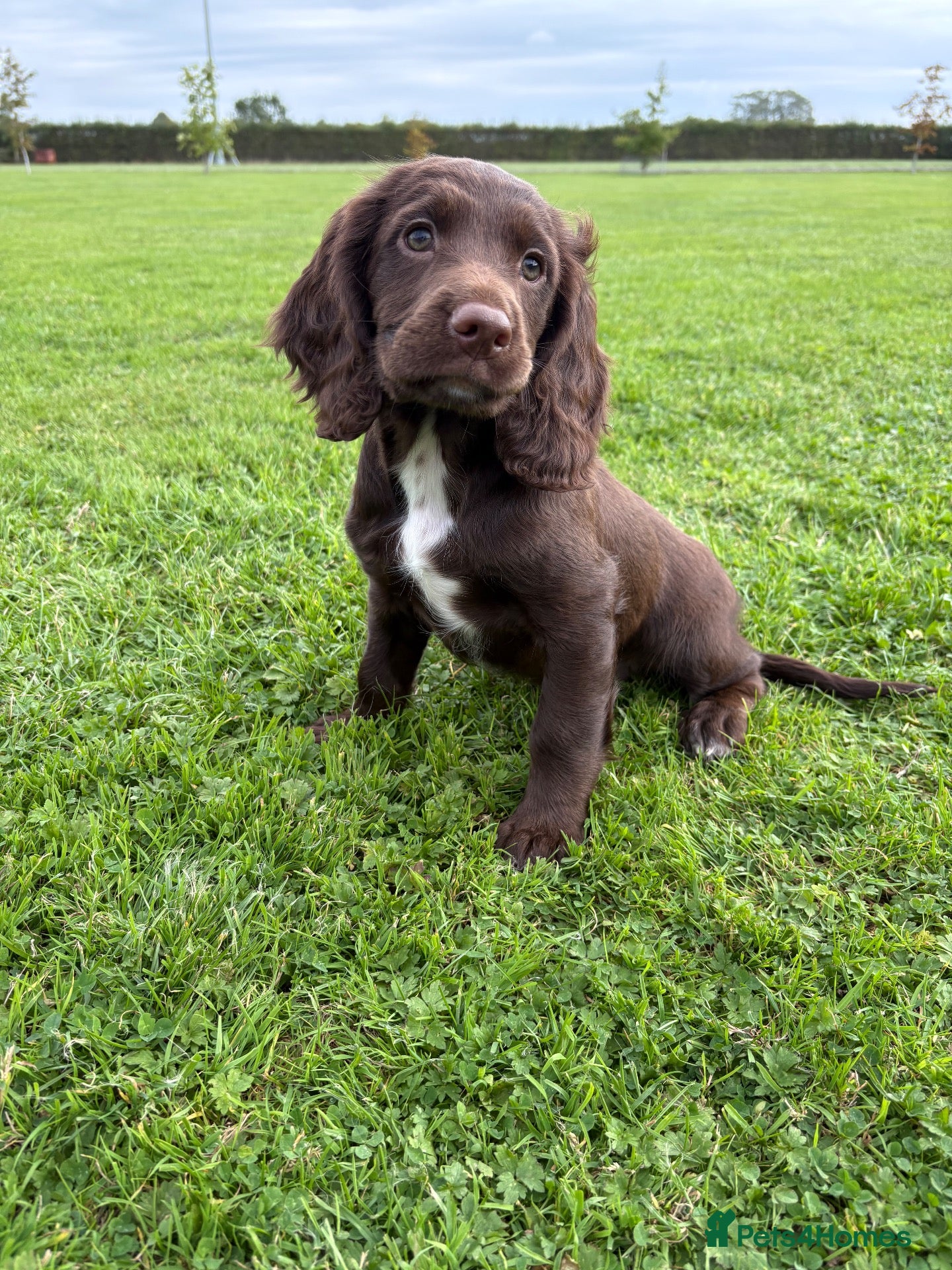 Sprocker dogs Fully Health Tested F1 Sprocker Spaniels - Advert 2