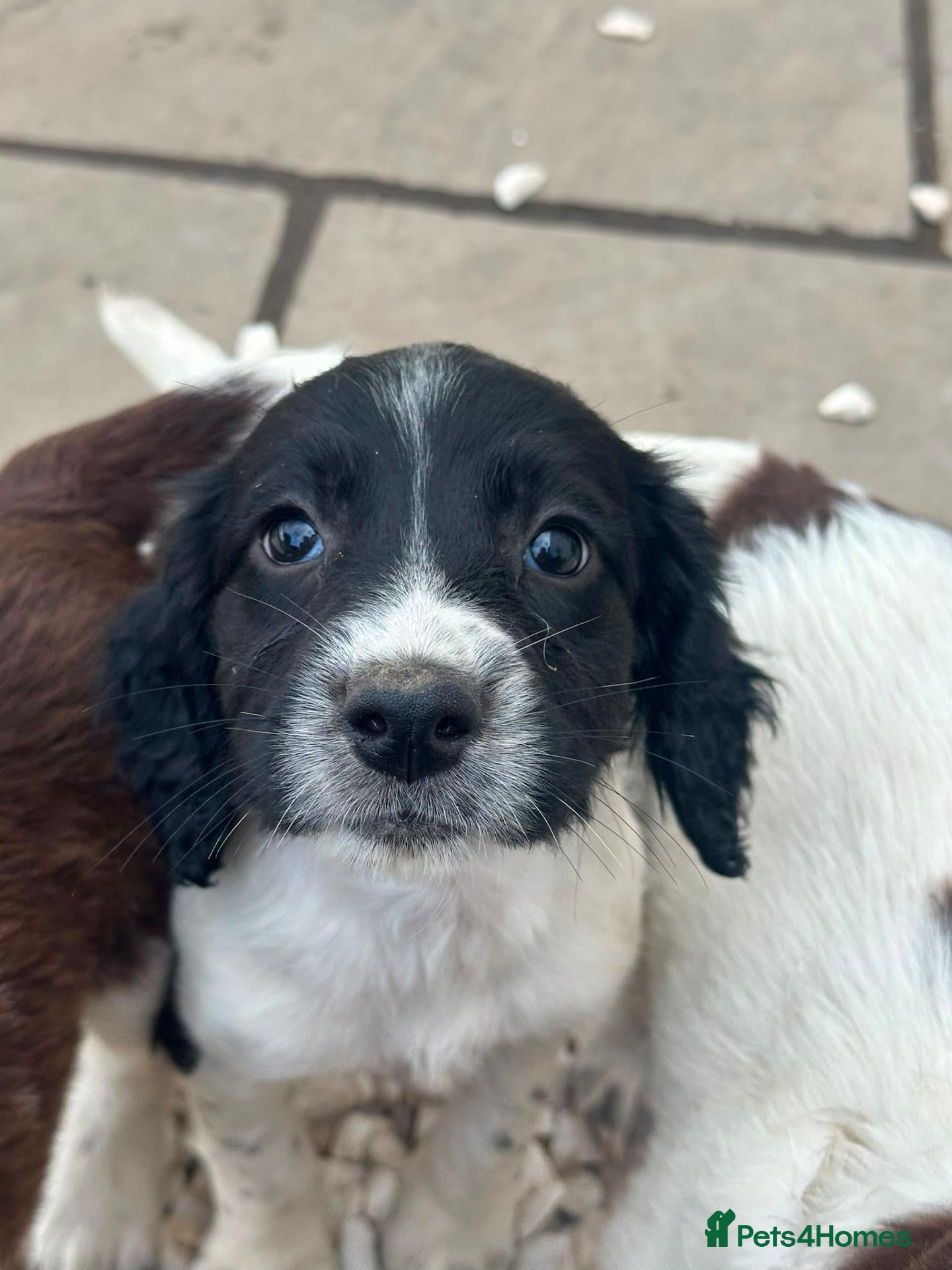 English Springer Spaniel dogs 1 Gorgeous KC Reg girl Springer Spaniel Pup left - Advert 1