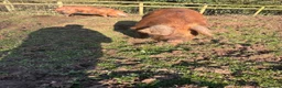 Pig livestock for sale: Pure OSB’s in Bridgnorth - Advert 3