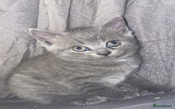 British Shorthair cats for sale: Beautiful British shorthair kittens - Image 1
