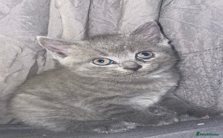 British Shorthair cats - Advert 4