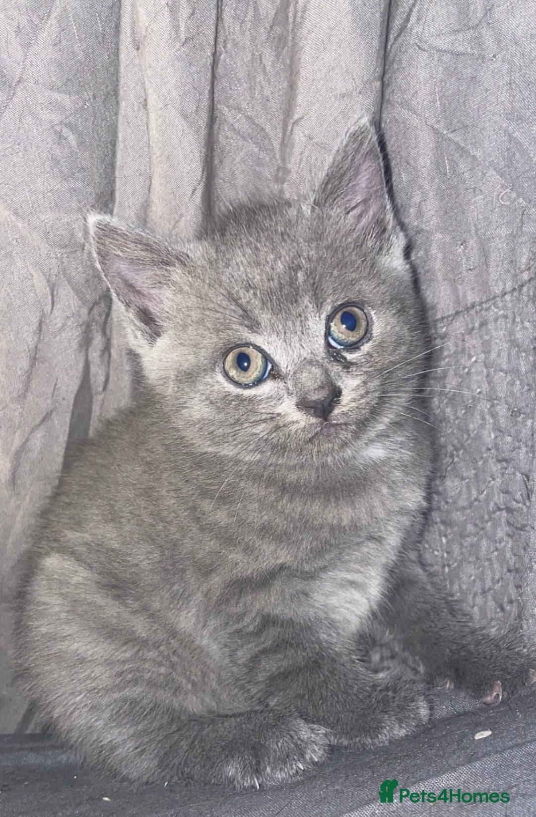 British Shorthair cats for sale: Beautiful British shorthair kittens - Image 1