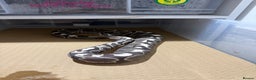 Python Snake reptiles for sale: Ball python group and snake rack setups  - Advert 13