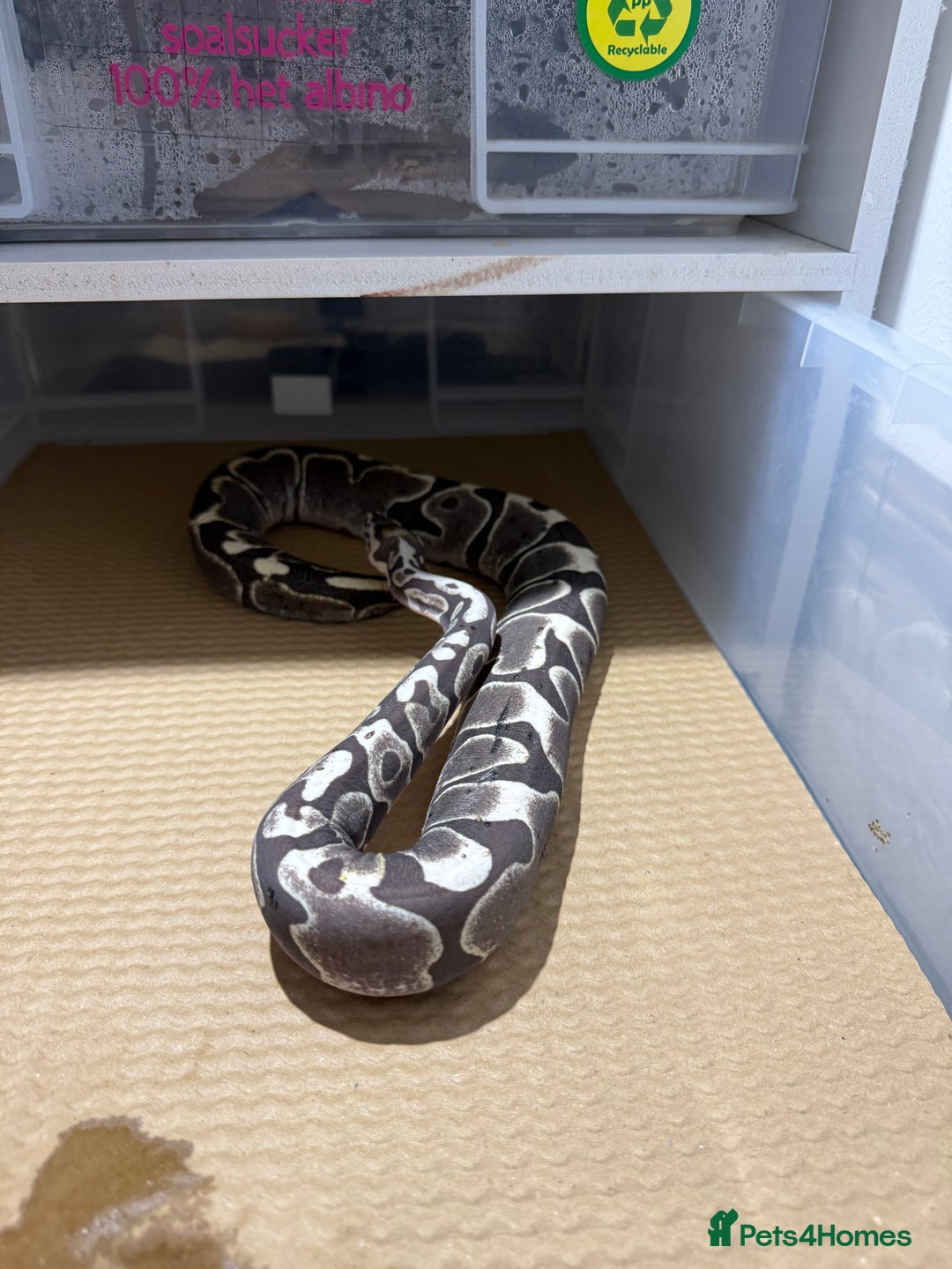 Python Snake reptiles for sale: Ball python group and snake rack setups  - Advert 13