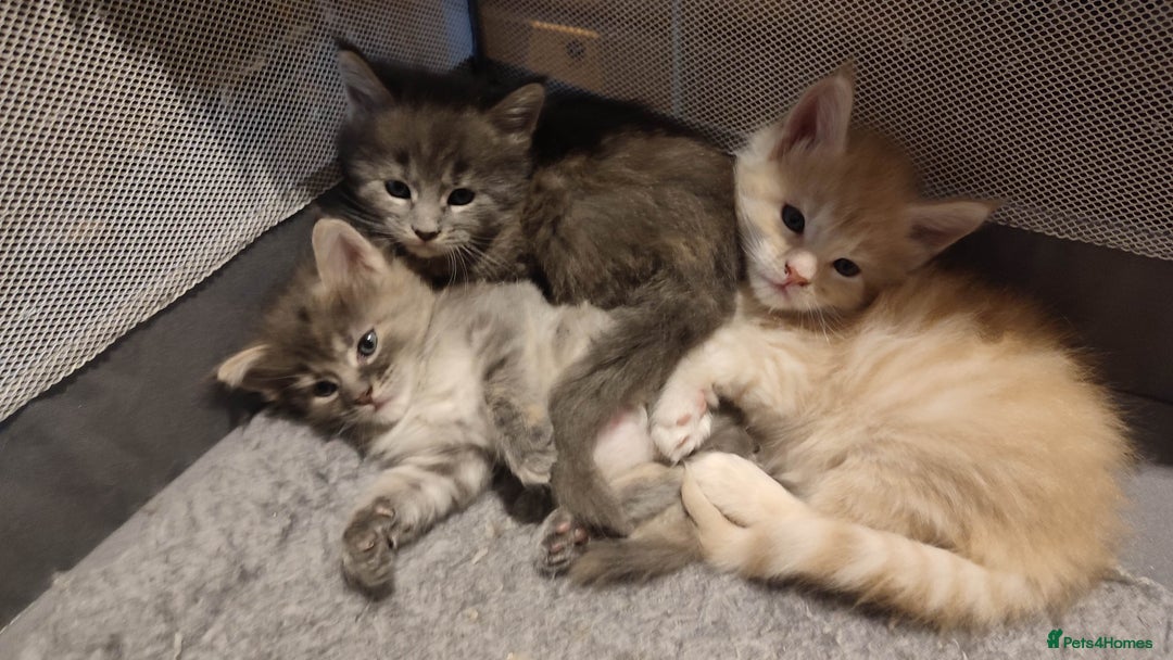 Maine Coon cats for sale: Adorable Maine coons - Image 7