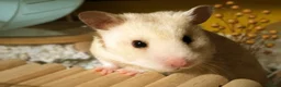 Hamster rodents for sale: Hundred Acre Hamster Rescue  - Advert 1