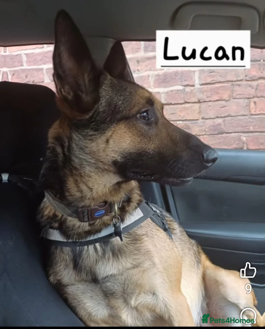 Mixed Breed dogs for sale: Can you give a home to one of these rescue dogs? - Advert 8