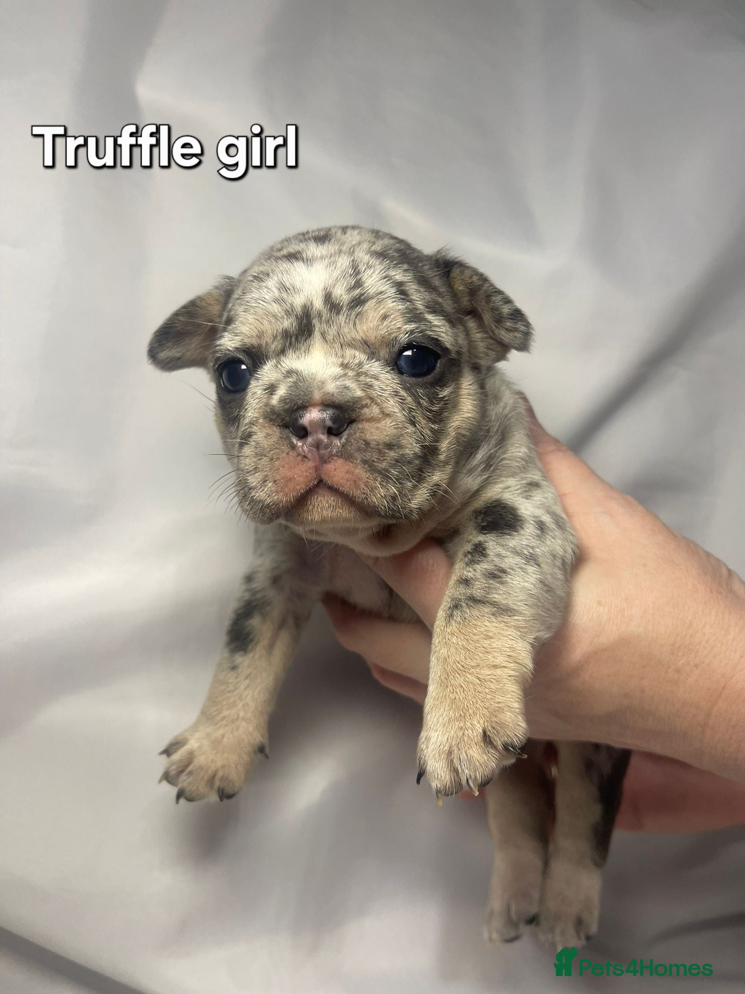 French Bulldog dogs Gorgeous litter of French Bulldog Pups  - Advert 12