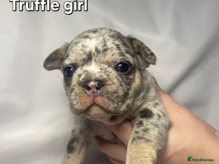 French Bulldog dogs Gorgeous litter of French Bulldog Pups - Advert 12