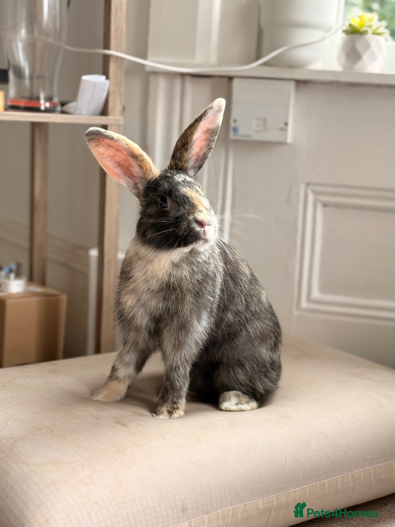 Harlequin rabbits Harley-Blue 💙 - Advert 1