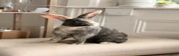 Harlequin rabbits for sale: Harley-Blue 💙 in Brighton - Advert 1