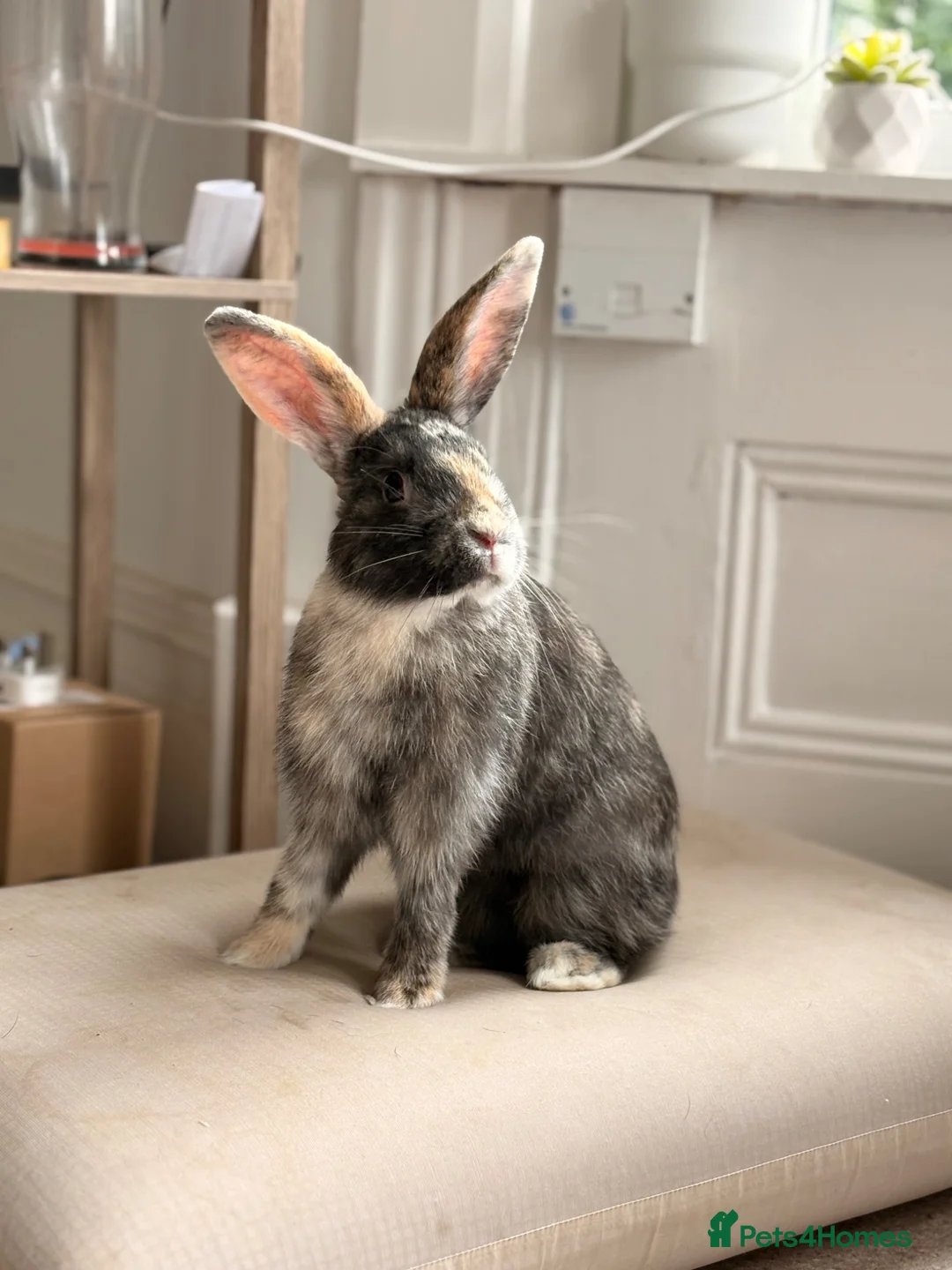 Harlequin rabbits for sale: Harley-Blue 💙 in Brighton - Advert 1