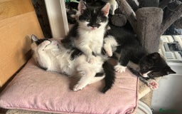 Mixed Breed cats for sale: Three kittens  - Image 8