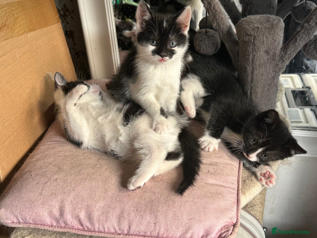 Mixed Breed cats for sale: Three kittens  - Image 8