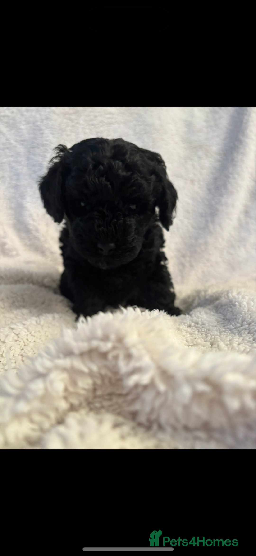 Cavapoo dogs for sale: Cavapoo Puppies for Sale - Advert 7