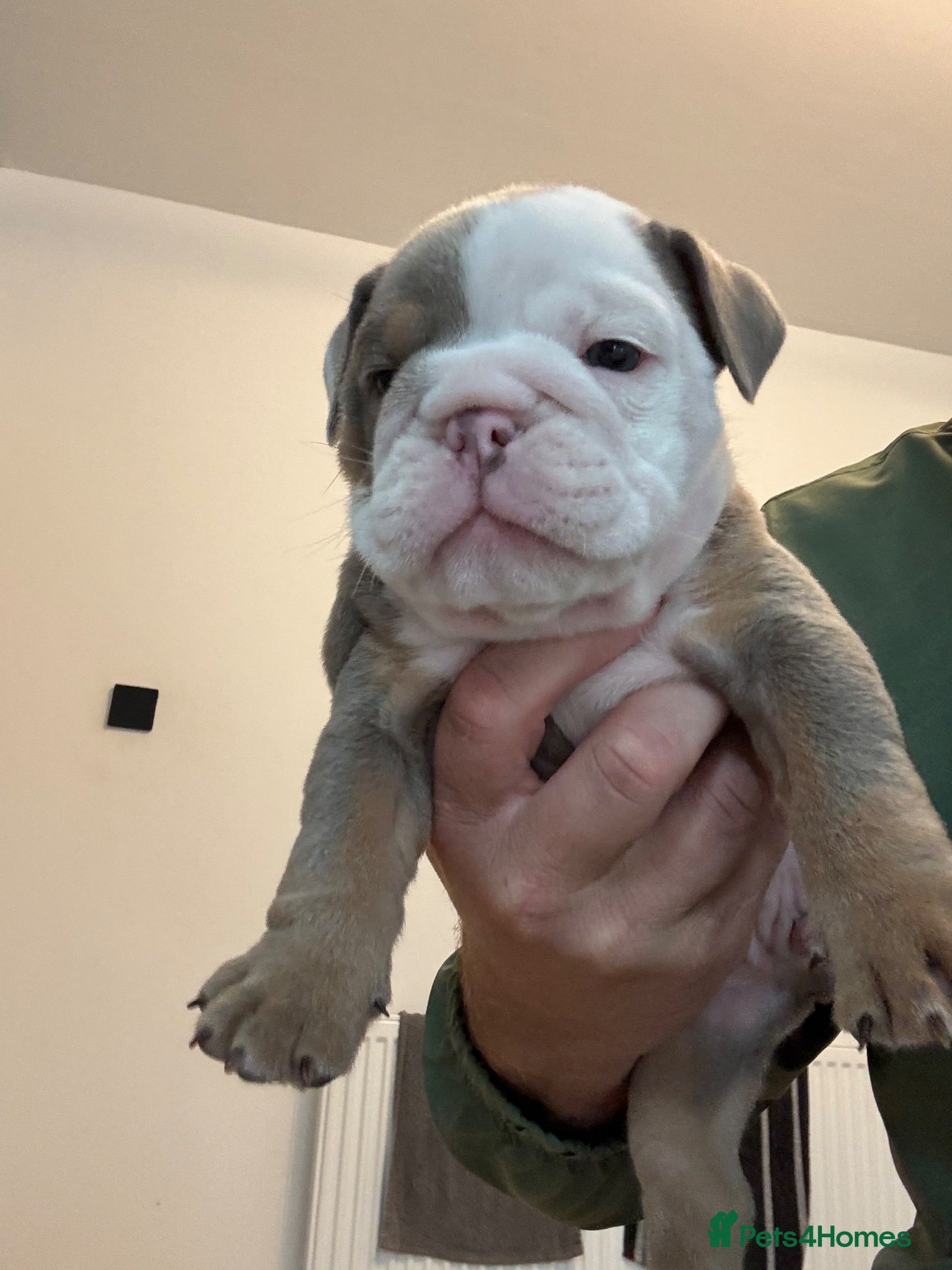 English Bulldog dogs 🍫Outstanding choc English bulldogs 🌟⭐️⭐️ - Advert 1