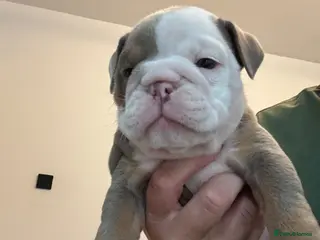 English Bulldog dogs 🍫Outstanding choc English bulldogs 🌟⭐️⭐️ - Advert 1