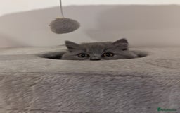British Shorthair cats for sale: REDUCED LAST 4 REMAINING! TICA BRITISH SHORTHAIRS - Image 12