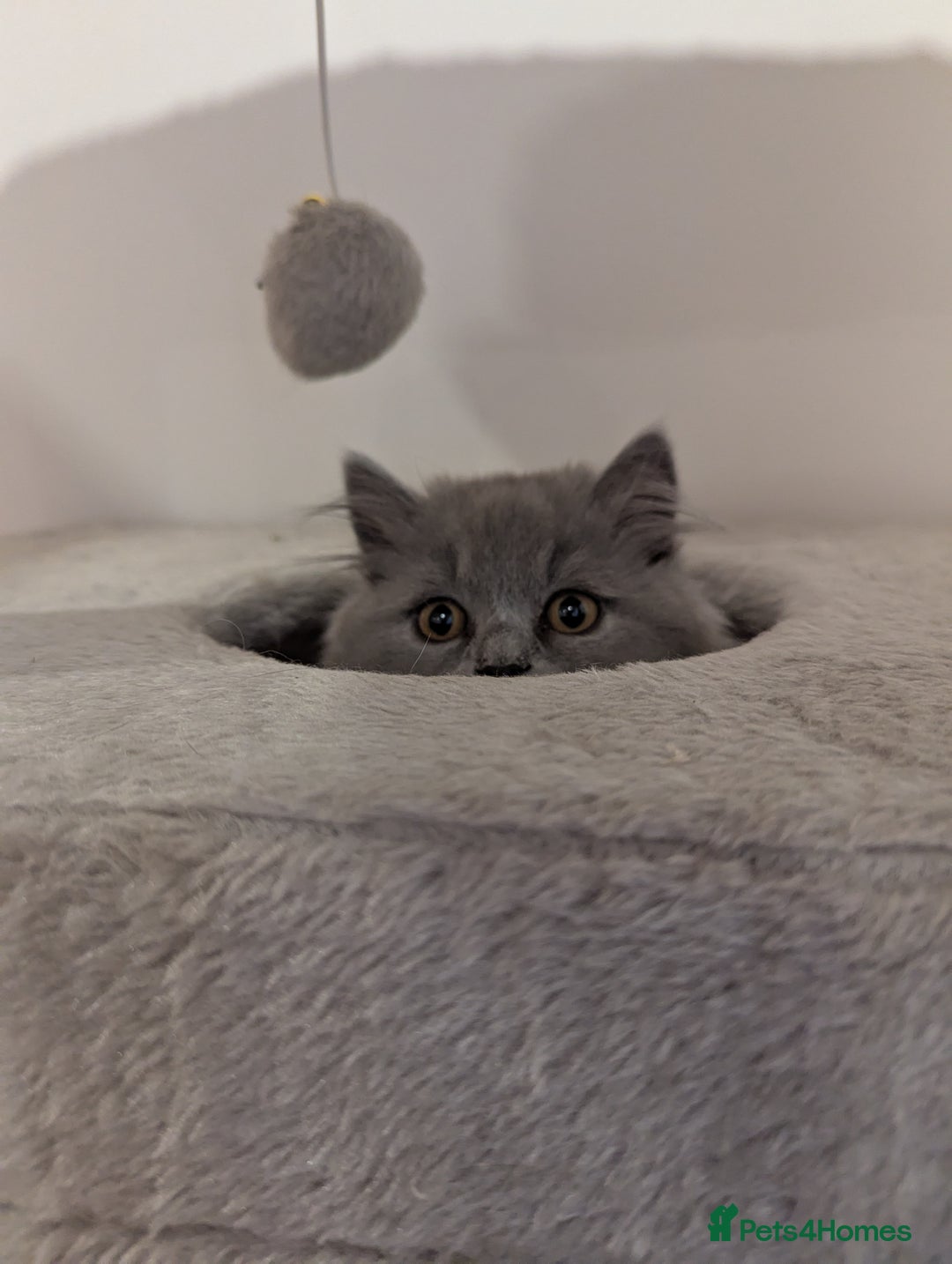 British Shorthair cats for sale: REDUCED LAST 4 REMAINING! TICA BRITISH SHORTHAIRS - Image 12