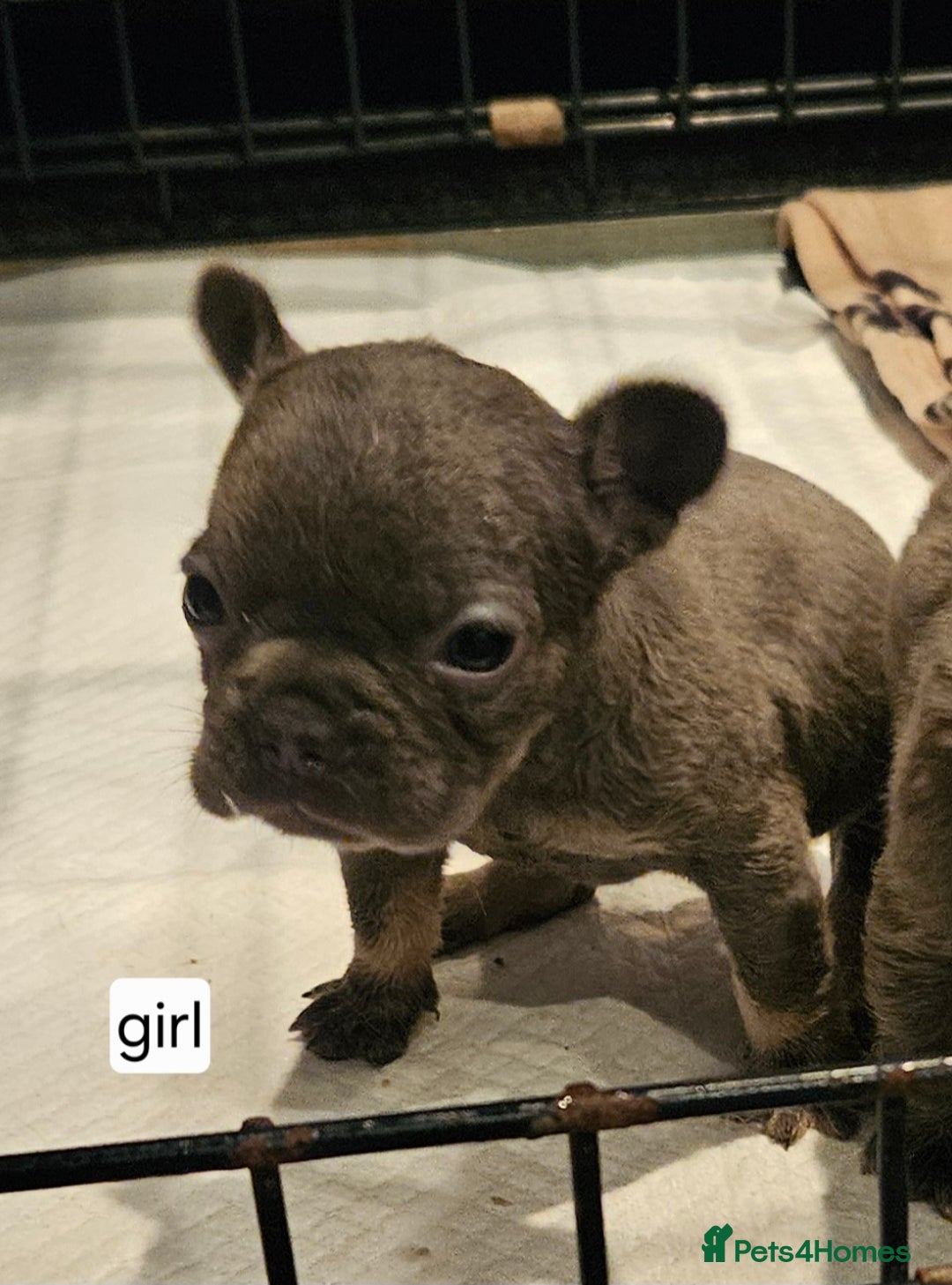 French Bulldog dogs for sale: Gorgeous French bulldog puppies - Image 7