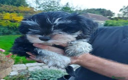 Miniature Schnauzer dogs for sale: Pre-orders for our beautiful Miniature Schnauzer - Image 5