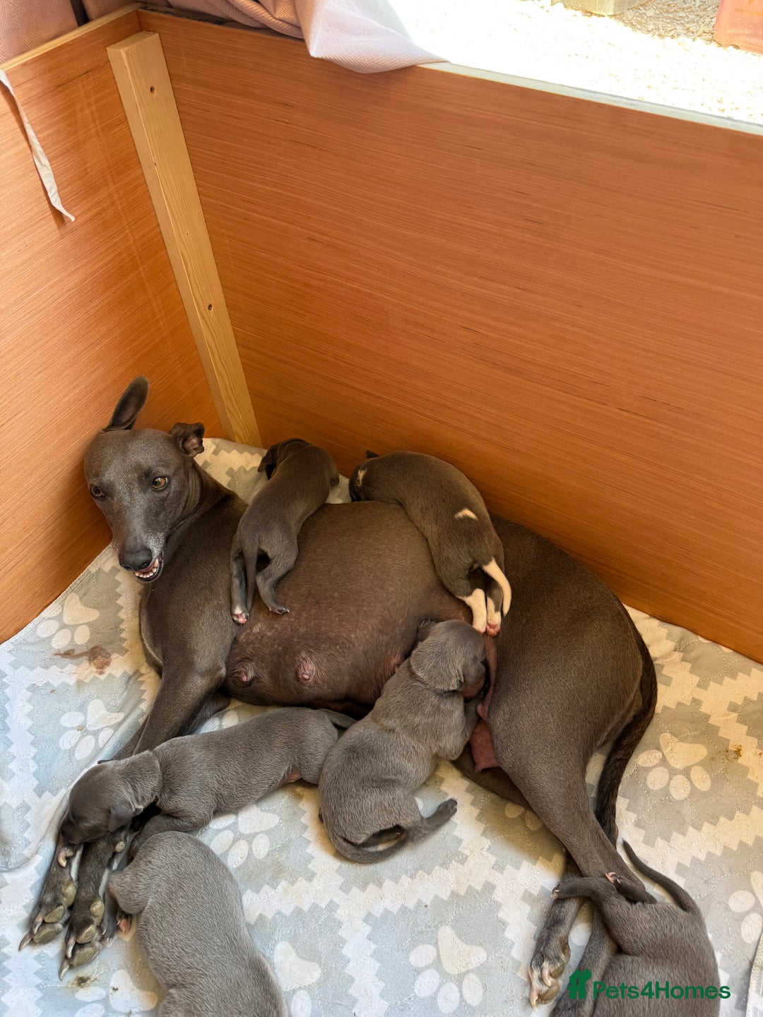 Whippet dogs for sale: Blue whippet puppies - Image 3