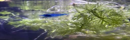 Shrimps fish for sale: Blue velvet shrimp neocaridina in Thornton Heath - Advert 9