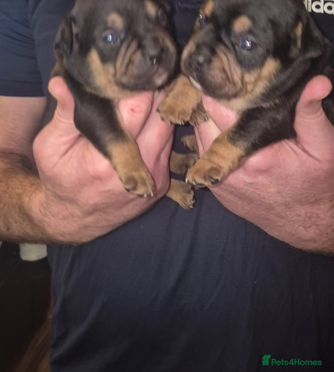 Mixed Breed dogs for sale: French bulldog x jack russell - Advert 14