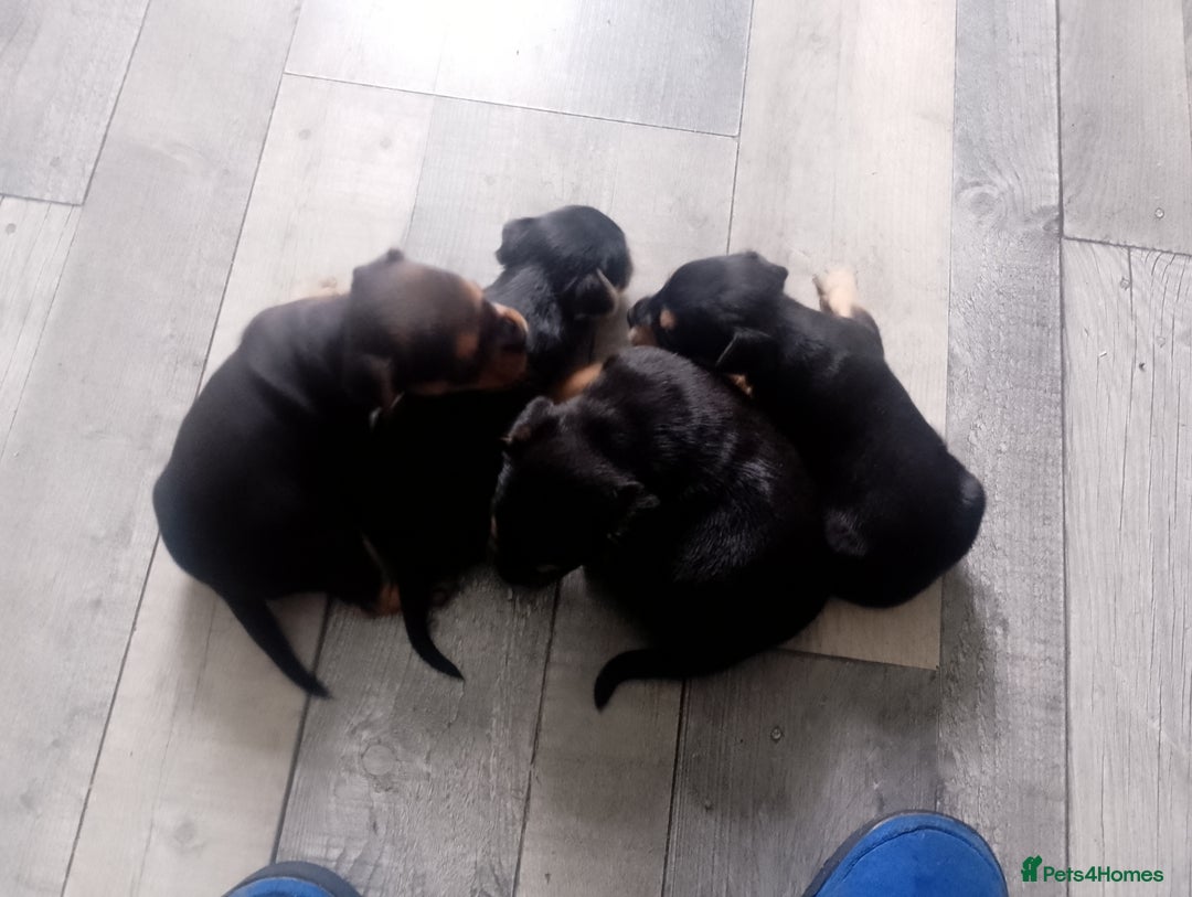 Mixed Breed dogs for sale: Pups for sale  - Image 2