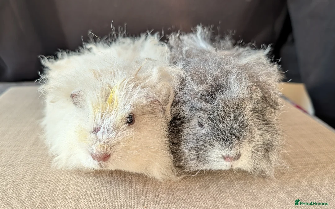 Guinea Pig rodents for sale: Gorgeous brothers looking for their 5* home - Advert 1