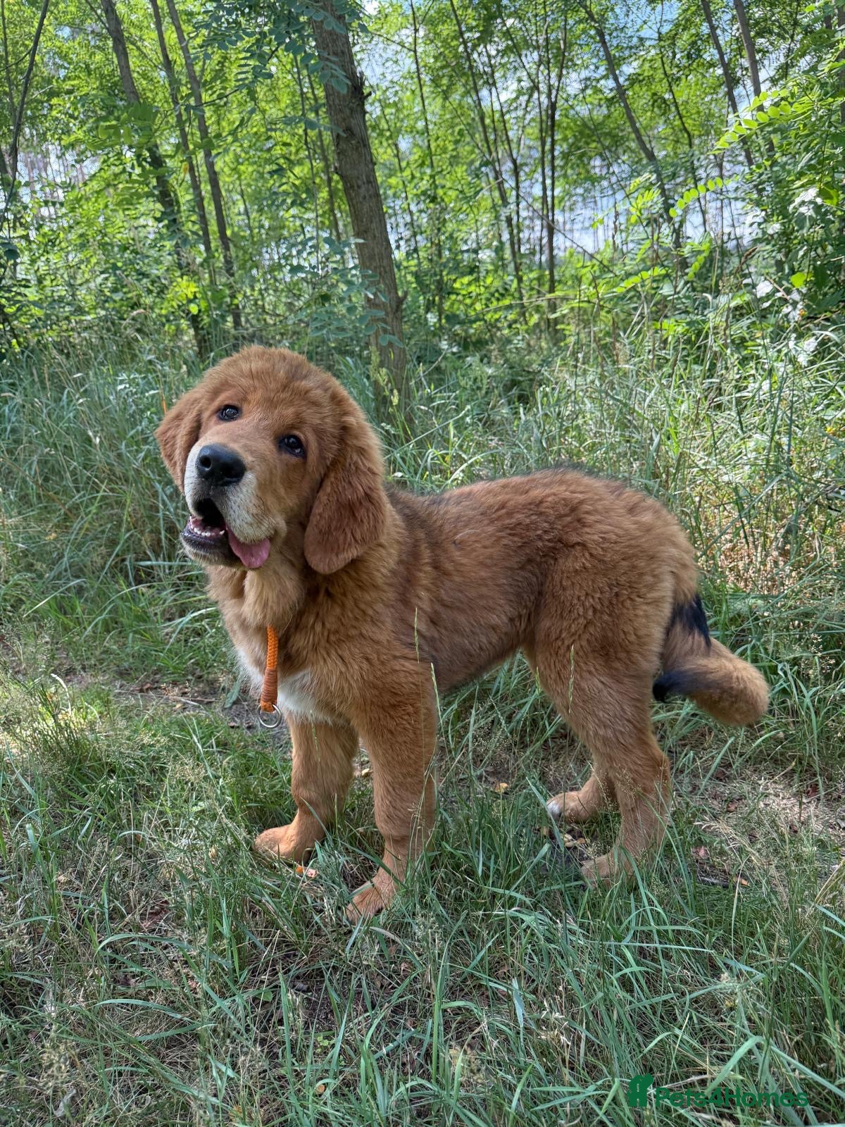 Tibetan Mastiff dogs Tibetan mastiff puppy  - Advert 1