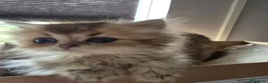 British Longhair 2