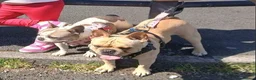 French Bulldog dogs for sale: French Bulldog for Sale - Advert 5