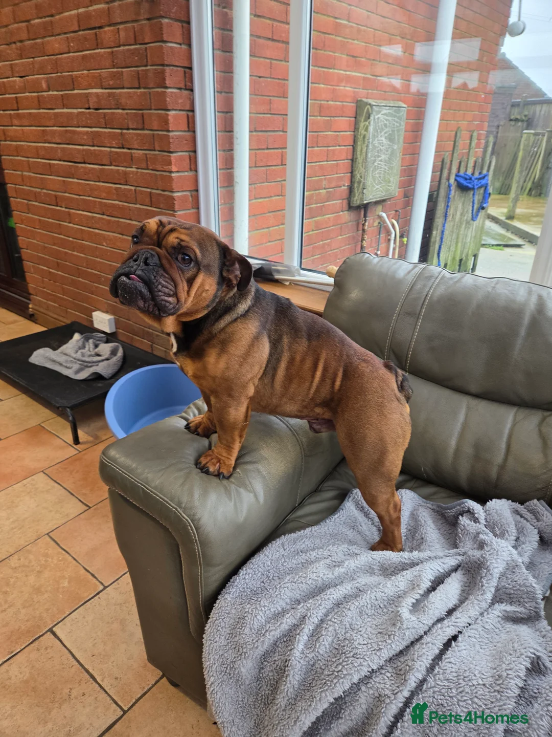 English Bulldog dogs for sale: English bulldog - Advert 1