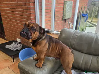 English Bulldog dogs English bulldog - Advert 5