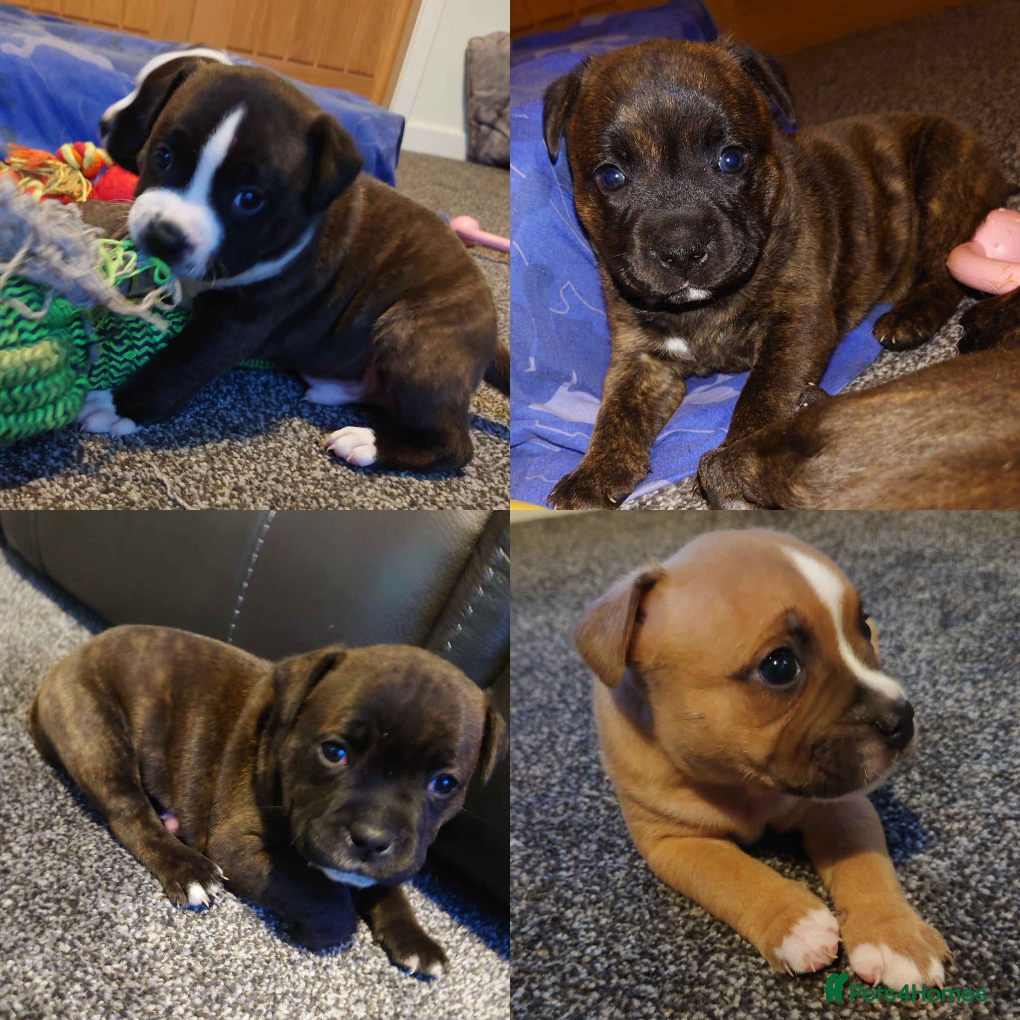 Staffordshire Bull Terrier dogs 6x full breed KC Staffordshire bull terrier pups - Advert 4