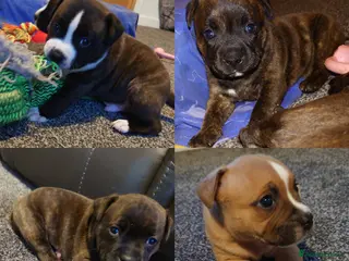 Staffordshire Bull Terrier dogs 6x full breed KC Staffordshire bull terrier pups - Advert 4