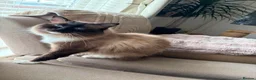 Ragdoll cats for sale: 4 ragdoll girls left ready now - Advert 7