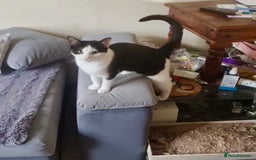 Domestic Shorthair cats for adoption: -Adopt from Cats in Crisis East London  - Image 6