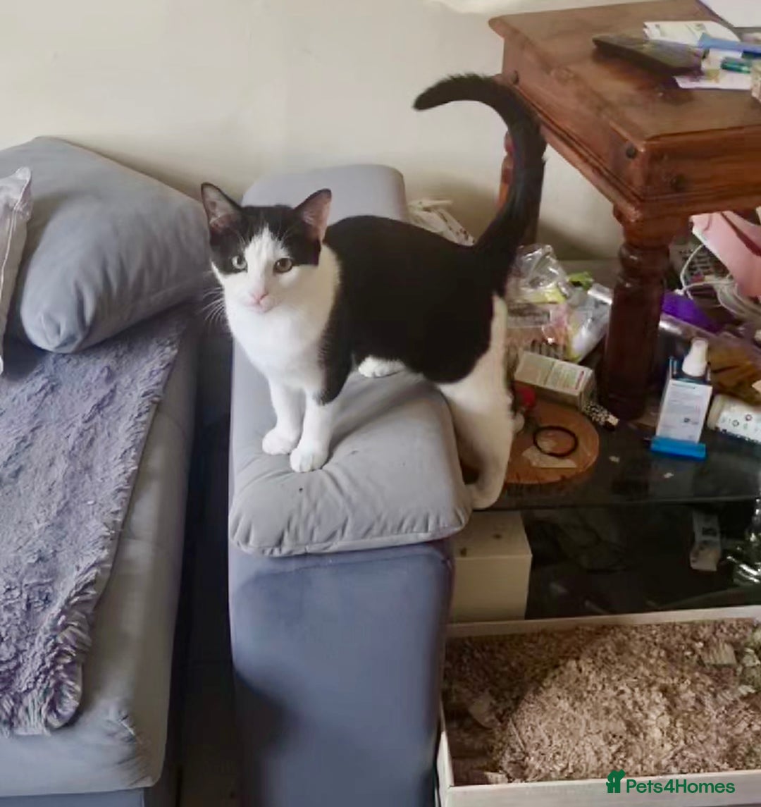 Domestic Shorthair cats for adoption: -Adopt from Cats in Crisis East London  - Image 6
